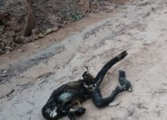 Entre calor y cables: mono provoca apagón en Coatzacoalcos