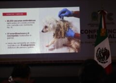 Ayuntamiento de Coatzacoalcos presenta siete denuncias por maltrato animal