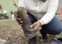 Veracruz se suma a la Jornada Nacional de Reforestación 2026