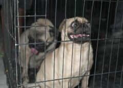 Rescatan a dos perros abandonados en el centro de Veracruz